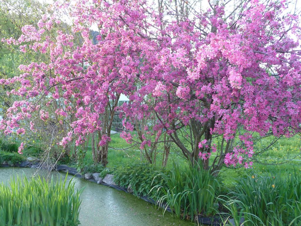 مبيت وإفطار Turbenthal Gastehaus Zum Tulpenbaum المظهر الخارجي الصورة